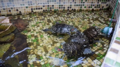 Turtle with red ears, American Stock Footage 89440754