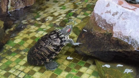 Turtle with red ears, American Stock Footage 89442241