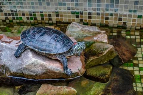 Turtle with red ears, American Stock Photos