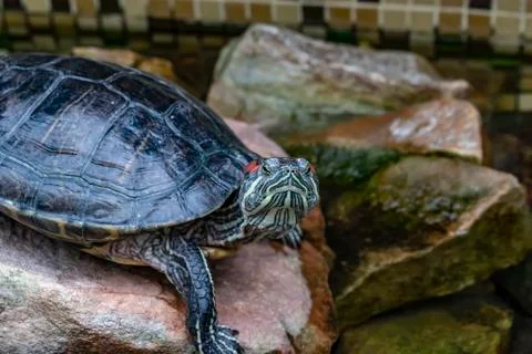 Turtle with red ears, American Stock Photos