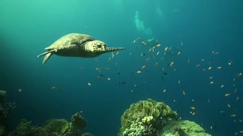 `Turtle in the Red Sea Vídeo Stock 12332516