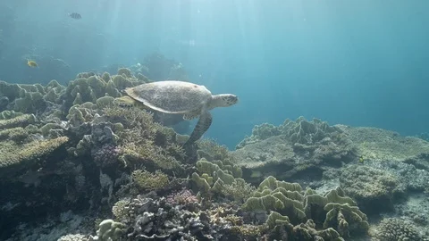 Turtle - Red Sea Slowmotion SLOG2 Stock Footage