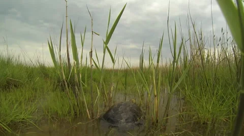 Turtle is in the reeds Stock-Footage 37546902