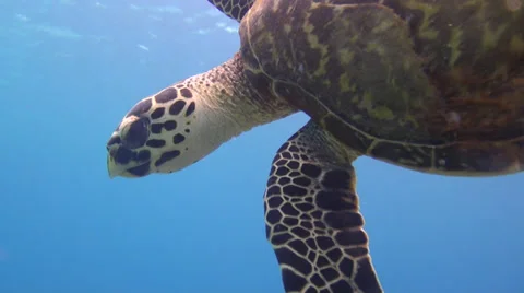 Turtle on a reef Stock Footage 28905938