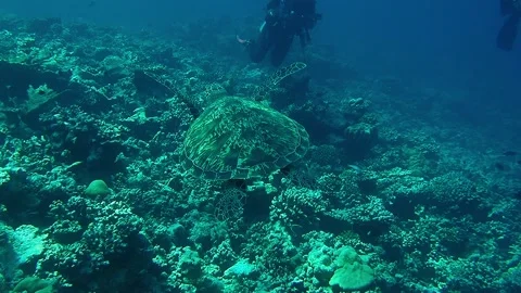 Turtle on reef observed by a couple of divers Video stock 160564760