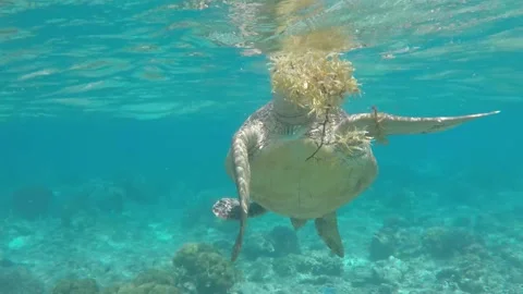 Turtle On the reef in the Philippines Stock Footage 159036169
