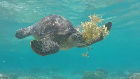 Turtle On the reef in the Philippines Stock Footage 159036298