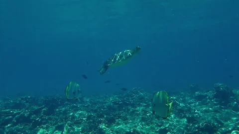 Turtle on reef rising to the surface to breathe Video stock 160564757