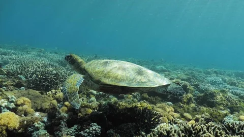 Turtle Reef Underwater Slowmotion 4k Video stock 120649065