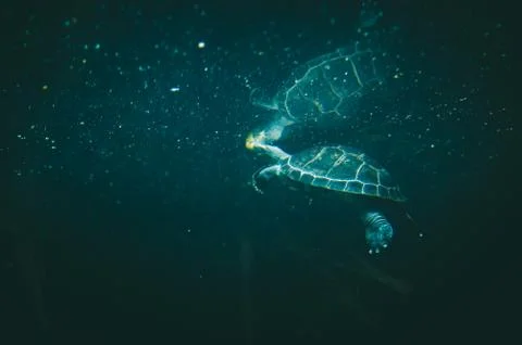 Turtle reflected on the surface of the water. Stock Photos