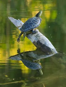Turtle reflection Stock Photos