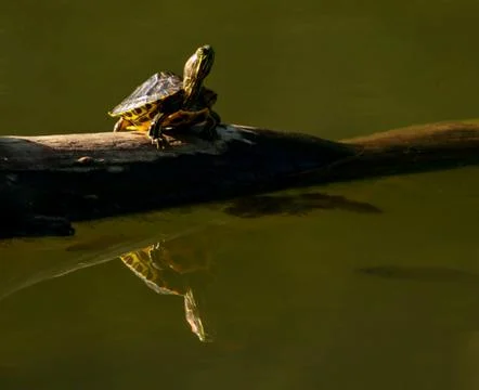 Turtle reflections 库存照片