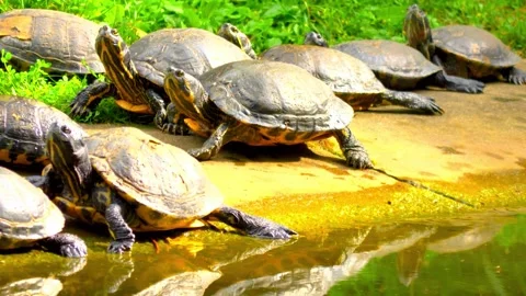 Turtle relax on grass beside the pool Stock Footage 288646947