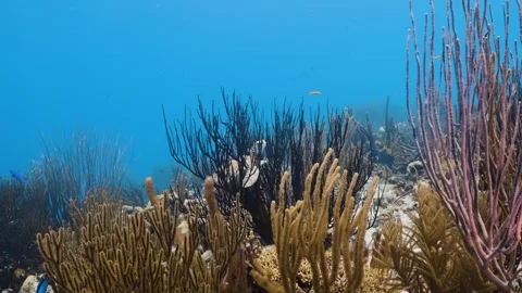 Turtle relaxing in a coral next to a beautiful coral reef 4K Stock Footage 294391893