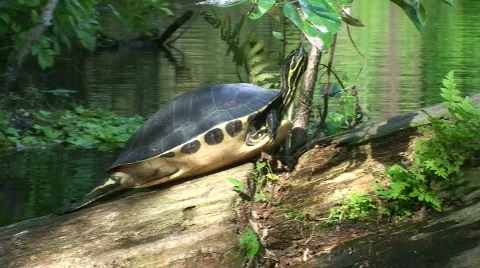Turtle Relaxing Stock Footage 536767
