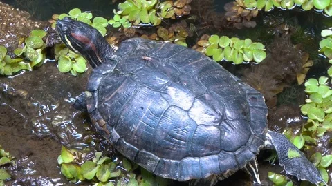 Turtle Relaxing in Pond. Close Up Stock Footage 80083489