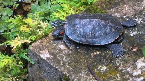 Turtle Relaxing in Pond Stock Footage 80104085
