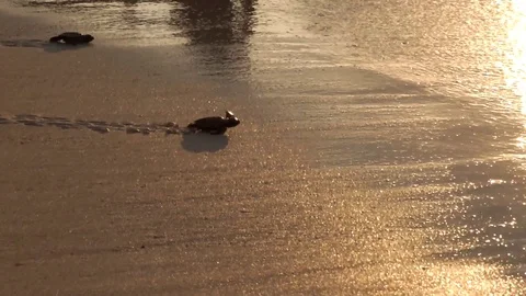Turtle release Stock Footage 99162254