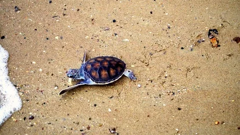 Turtle release to the freedom Stock Footage 87654139