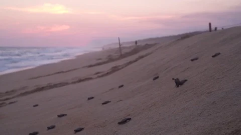 Turtle release mexico sunset Video stock 82867821