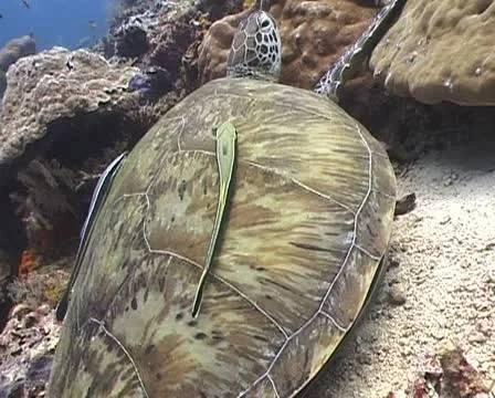 Turtle with Remora suckerfish on shell Stock Footage 21084307