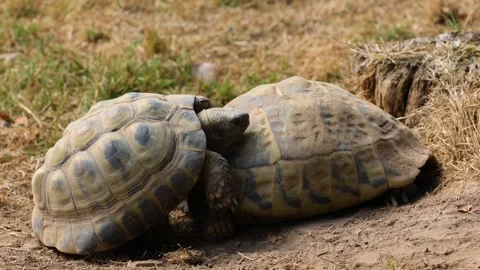 Turtle reptile animal Stock-Footage 273698169