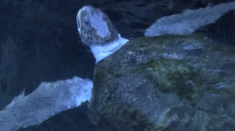 Turtle reptile  Stock Footage 908740