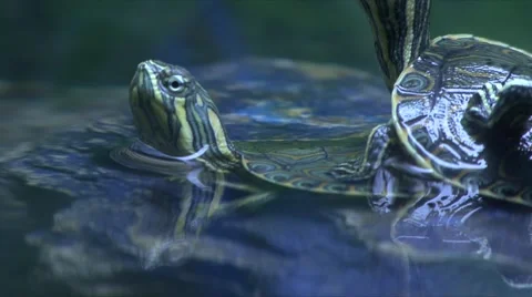 Turtle reptile  Stock Footage 908760