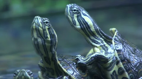 Turtle reptile  Stock Footage 908782