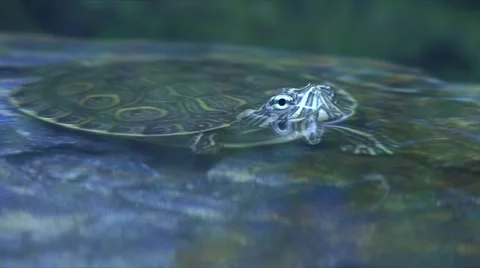 Turtle reptile Stock Footage