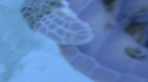 Turtle reptile  Stock Footage 908816