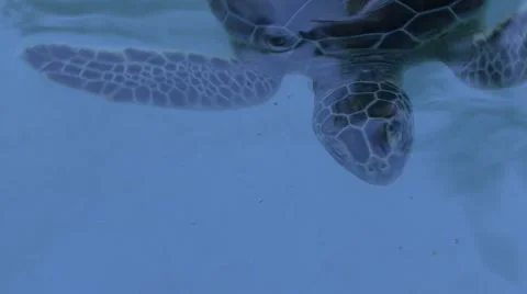 Turtle reptile  Stock Footage 908837