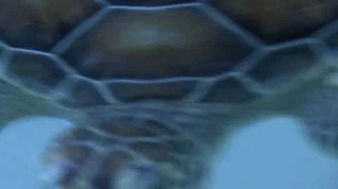 Turtle reptile  Stock Footage 908847