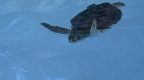 Turtle reptile  Stock Footage 908865