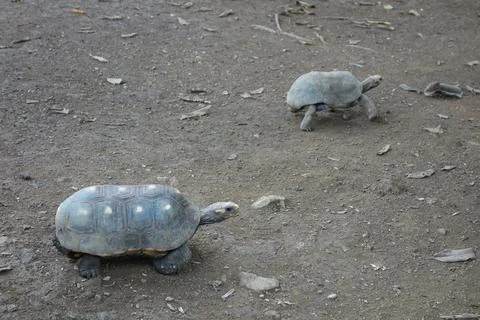 Turtle reptile Stock Photos