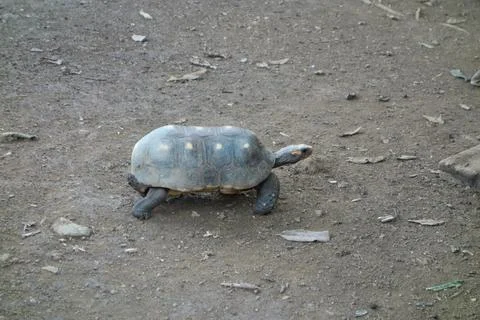 Turtle reptile Stock Photos