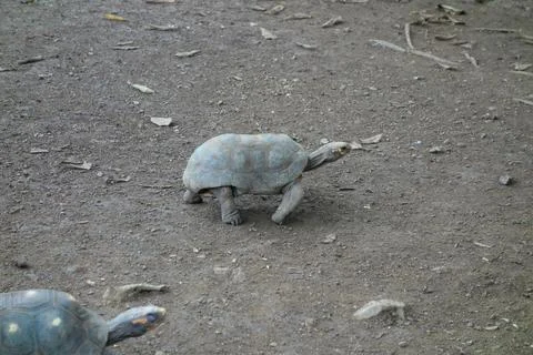 Turtle reptile Foto stock