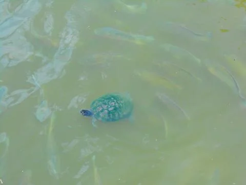 Turtle reptile Foto stock