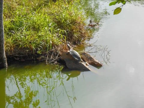 Turtle reptile Stock Photos