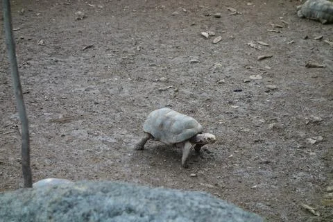 Turtle reptile Stock Photos