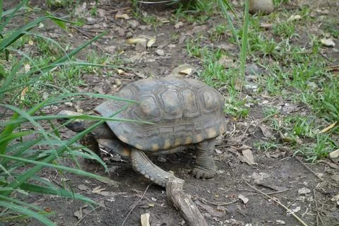 Turtle reptile Foto stock