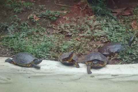 Turtle reptile Stock Photos