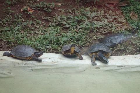 Turtle reptile Stock-Fotos