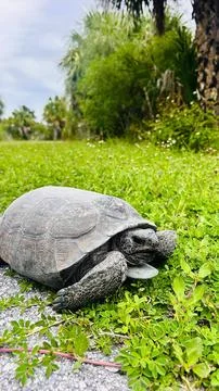 Turtle resting and slowly moving Foto stock