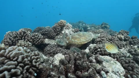 Turtle resting coral, Moorea Stock Footage 301145634