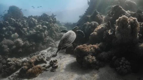 Turtle Resting on Coral Reef Stock Photos