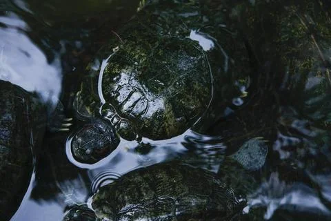 Turtle resting on a Crocodile, Black background. Stock Photos