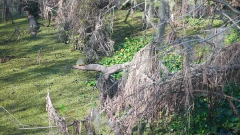 Turtle Resting on Downed Tree in a Swamp Stock Footage 114990017