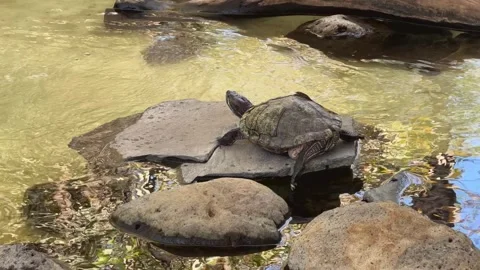 Turtle resting on flat rock in shallow pond with clear water and surrounding Video stock 307404956