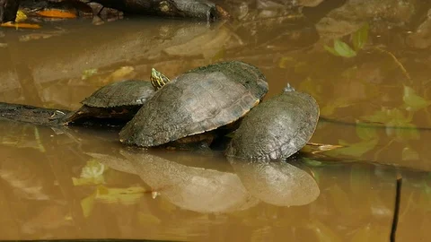 Turtle resting on floating branch in quiet jungle pond in Panama Stock Footage 123549009